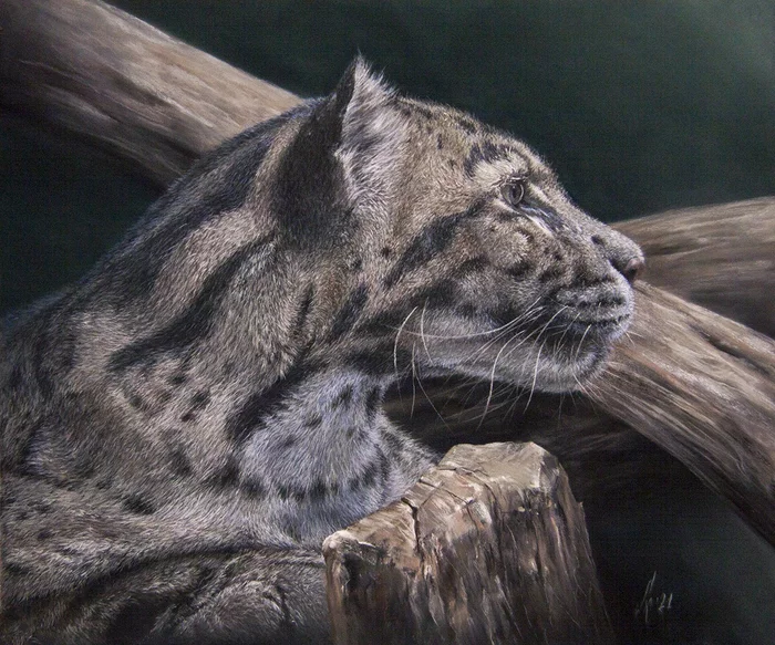 clouded leopard - My, Animalistics, Art, Drawing, Graphics, Creation, Pastel pencils, Pastel crayons, Pastel, Dry pastel, Animals, Leopard, Clouded leopard, cat