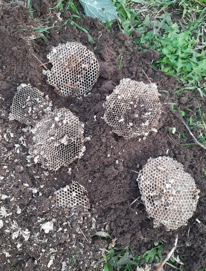 Копал огород, нашёл катализаторы. Скажите, такие принимают?