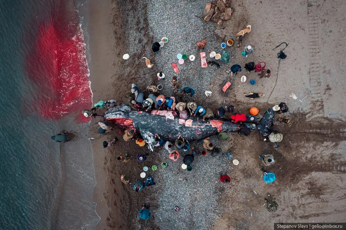 Whale hunting in Chukotka - Chukotka, Whale, Hunting, Longpost, Negative