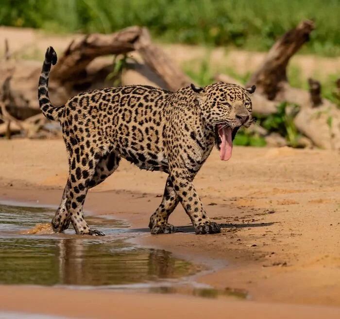 bathed - Jaguar, Big cats, Cat family, Mammals, Animals, Wild animals, wildlife, Nature, South America, Beach, The photo, Yawn