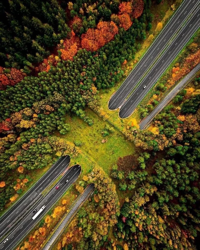 Bridge for wild animals across the road in the Netherlands - Netherlands (Holland), Animals, Bridge, Care, Nature, beauty, Ecoduct, View from above