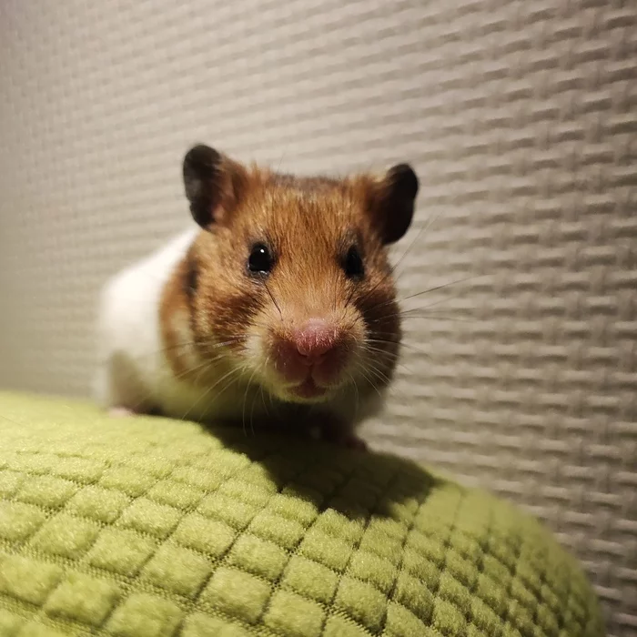 Sweet nose :) - My, Hamster, Syrian hamster, The photo, Milota
