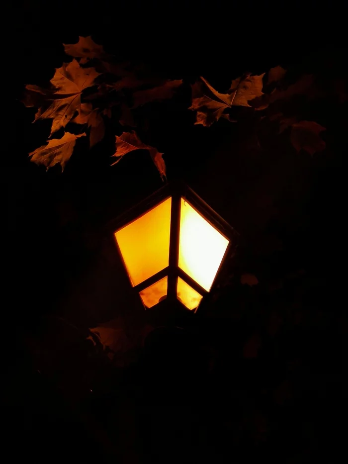 Got warm - My, Mobile photography, The photo, Photo on sneaker, Autumn, Leaves, Night, Longpost
