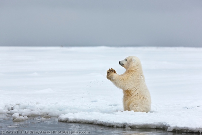 Ловись рыбка большая и малая. И тюлень...