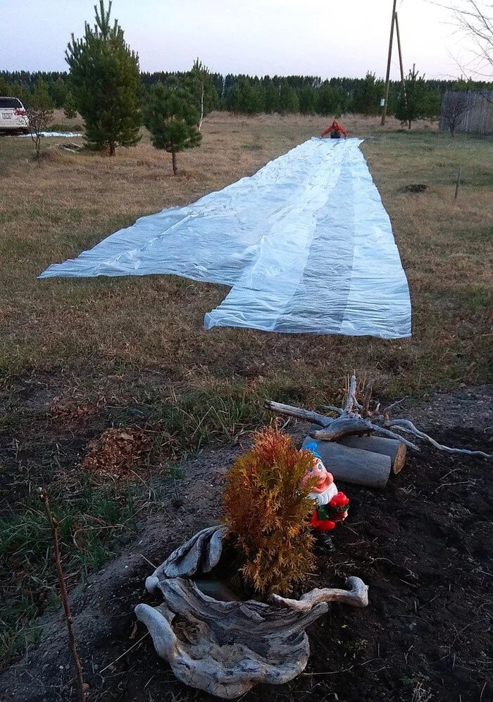 Strawberry. Part 3. Tunnel - My, Agriculture, Strawberry (plant), Garden beds, Frost, Greenhouse, Сельское хозяйство, Krasnoyarsk region, Longpost