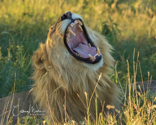 The further away from Monday, the better the morning - a lion, Rare view, Big cats, Cat family, Mammals, Animals, Wild animals, wildlife, Nature, Reserves and sanctuaries, South Africa, The photo, Yawn, To fall