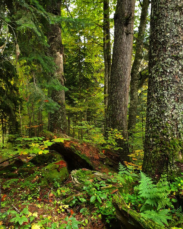 There are miracles, there the goblin roams ... - My, Caucasus, The rocks, Boulder, A rock, Autumn, Forest, Mobile photography, Longpost