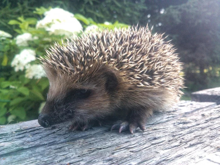 Hedgehog - My, Hedgehog, A rock, Gloves, Mobile photography, Longpost