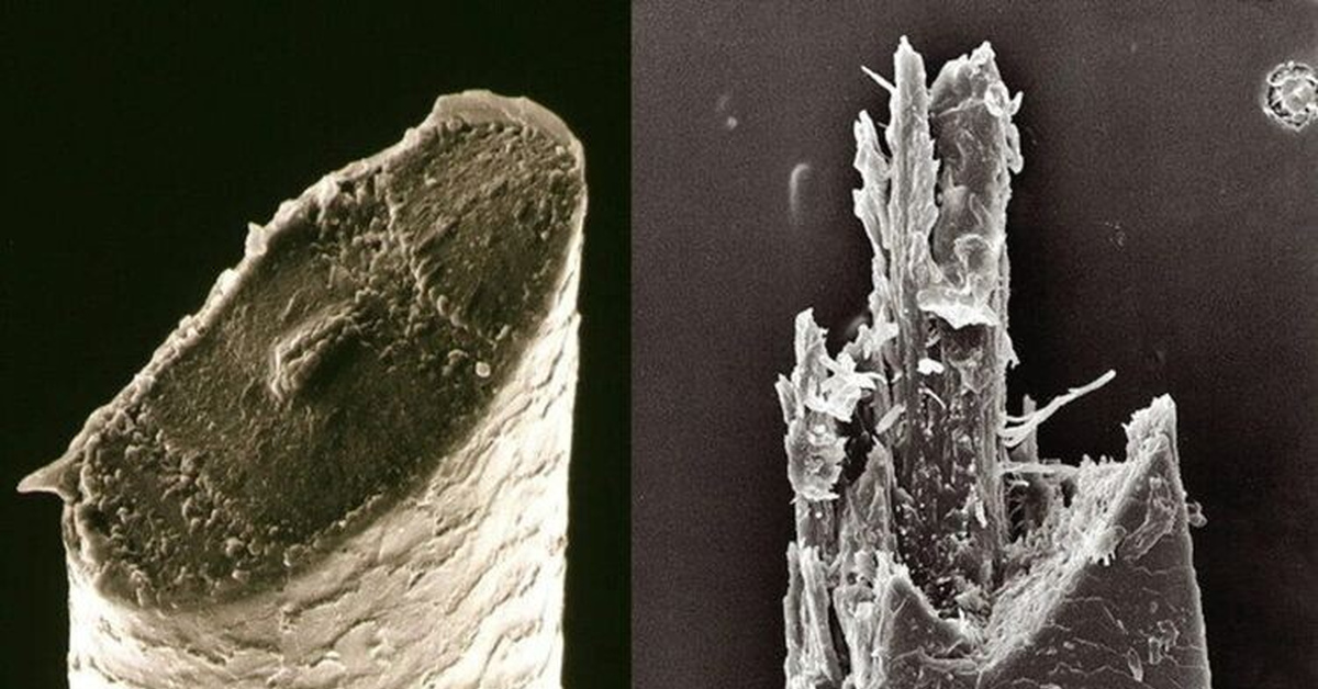 Секущиеся волосы фото под микроскопом