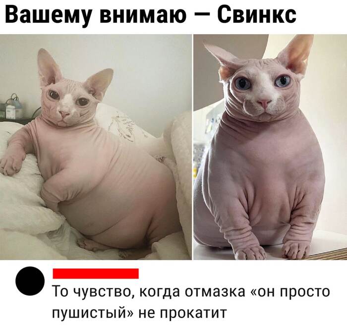 фото смешные голых котов