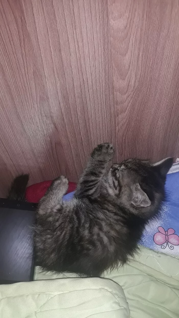 Quiet! Don't wake up, the kitten is sleeping - Dream, cat