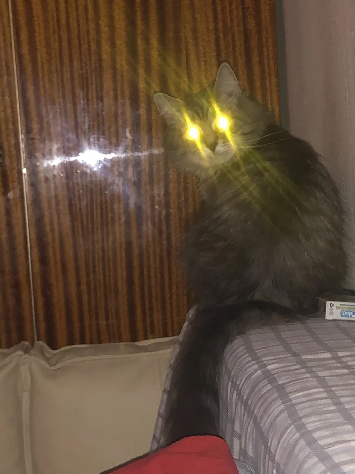 high beam - My, cat, Glowing eyes