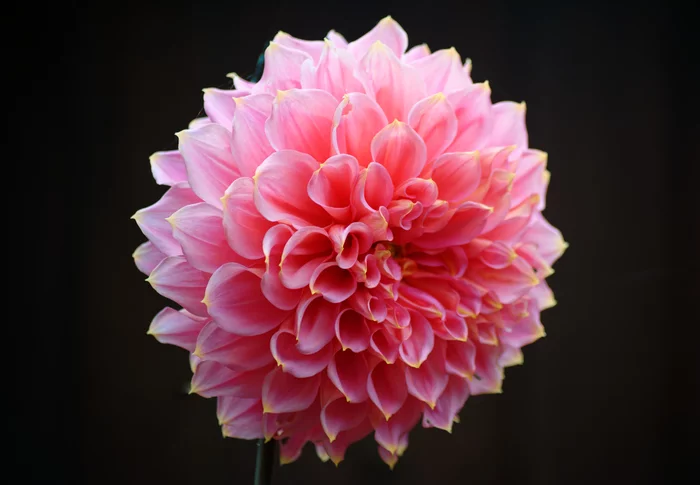 Dahlia, last of the year - My, Dahlias, Flowers, Nikon, Nikon d600, Tamron, Lightroom