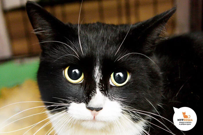 Nose - cat, Murkosh shelter, Nose, Funny