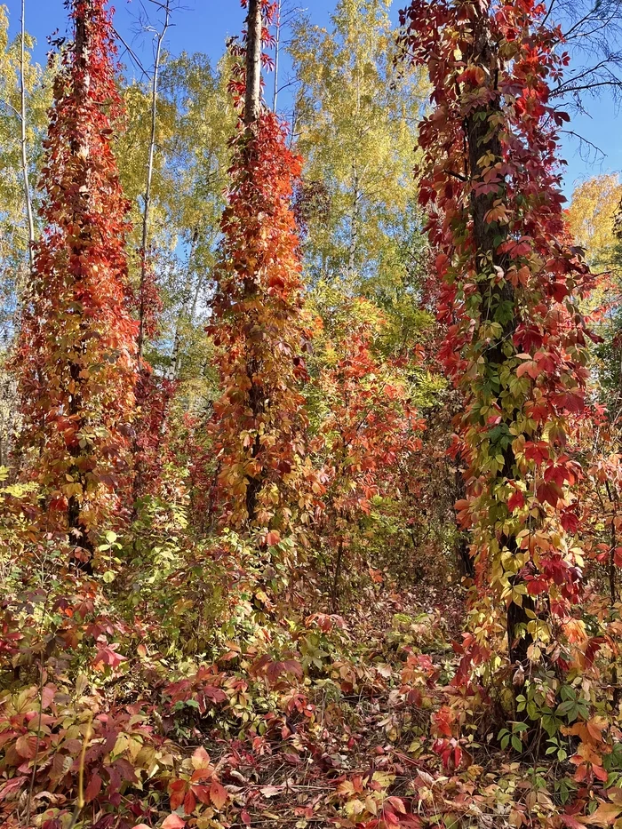 royal outfit - My, Autumn, Nature, Forest, Grape, Longpost