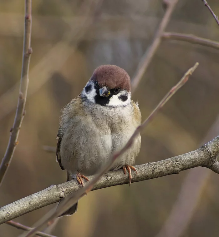 angry sparrow - My, Nature, Photo hunting, The nature of Russia, Birds, Sparrow, Hobby, Autumn, The photo