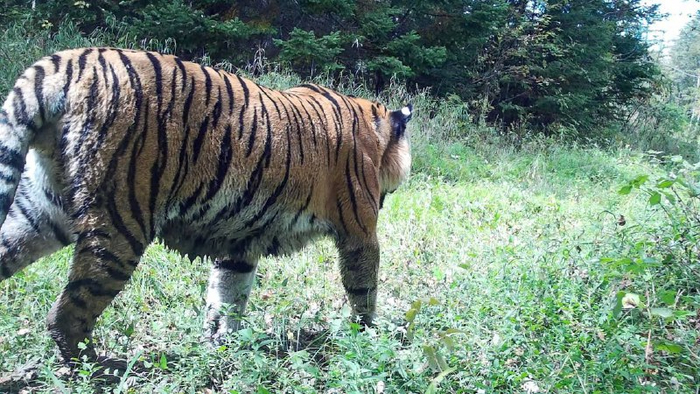 Амурский тигр