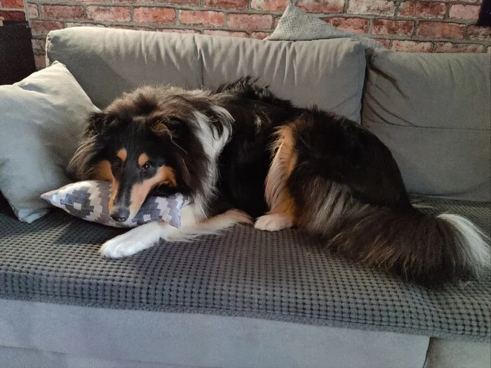 Cozy dog ??in your feed :) - Dog, Collie