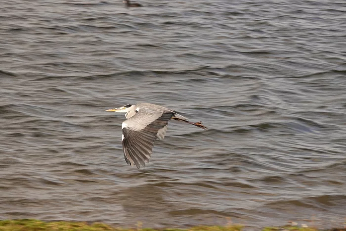 Heron in flight - My, Netherlands (Holland), The photo, Nature, Birds, Gray heron