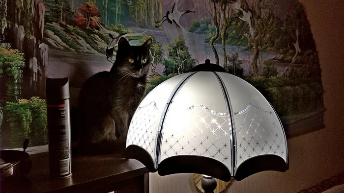 Cat lamp. Just cat lamp - My, cat, Black cat, Лампа