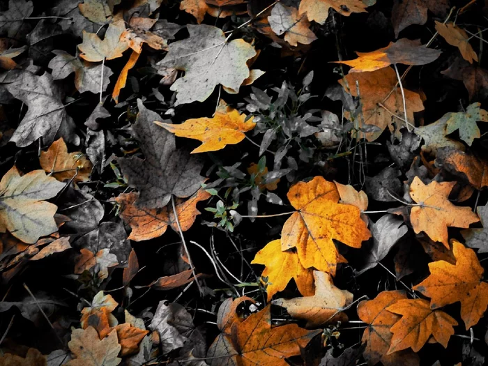 Everything is decay, and a moment, and vanity! - My, Mobile photography, Kislovodsk, Lightroom, Autumn leaves