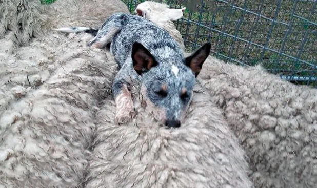 Australian Heeler: Dingo-sheepdog mix becomes one of the best shepherds among dogs - Australian Heeler, Dog, Animal book, Yandex Zen