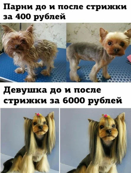 Vital - Images, Humor, Стрижка, Picture with text, Dog