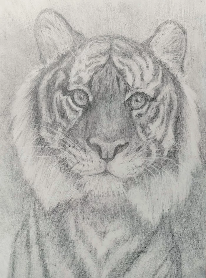 Tiger. Ariana, February 2022 - My, Painting, Creation, Drawing, Longpost