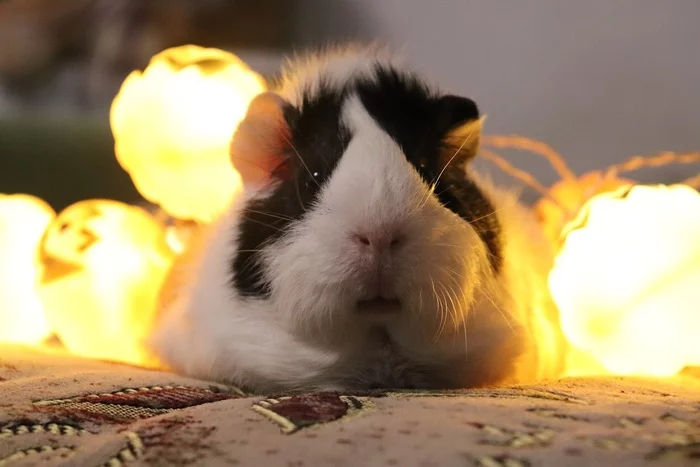 Bead ready for Halloween - My, Guinea pig, Halloween, Pets