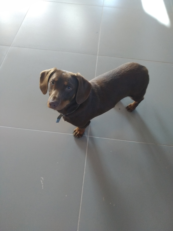 Сила Пикабу! Взываю к тебе. Найдена такса