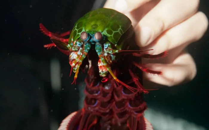 Peacock Mantis Shrimp: It hits its prey with such force that the water boils! The most powerful blow in the animal kingdom - mantis shrimp, Animal book, Yandex Zen, GIF, Cancer praying mantis