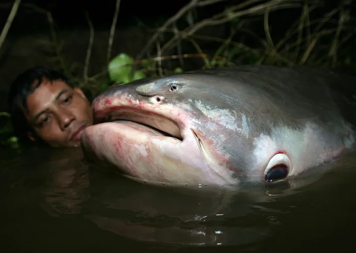 Mekong giant catfish: One of the largest freshwater fish in the world weighing under 300 kilos! But she has no teeth. And mustache too - Catfish, A fish, Animal book, Yandex Zen, Longpost