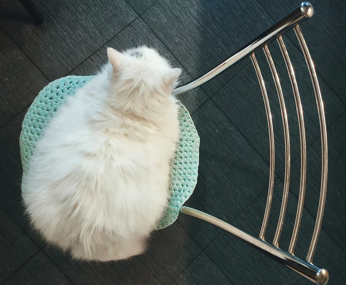 Chair. Cat - My, cat, Turkish angora, Turkish Van
