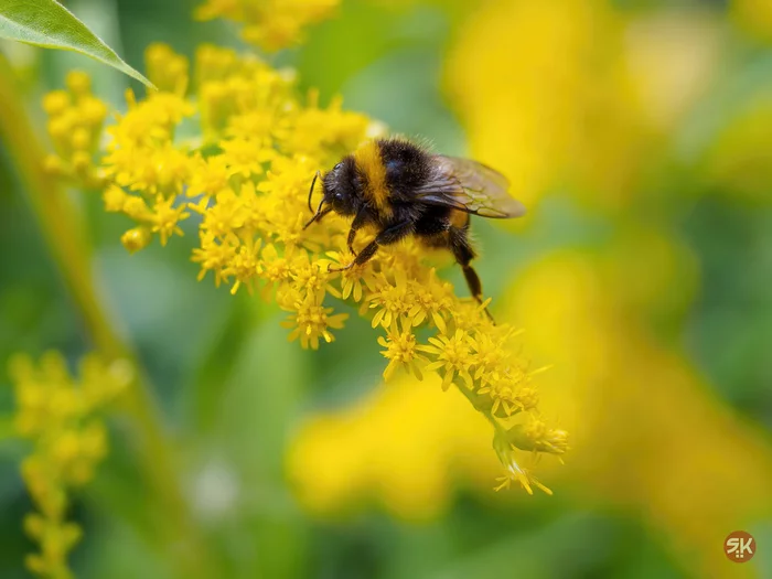 Shaggy bumblebee - My, Nature, The photo, Olympus, Bumblebee