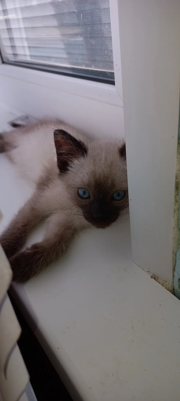 My love - My, cat, Blue eyes, Longpost, Thai cat