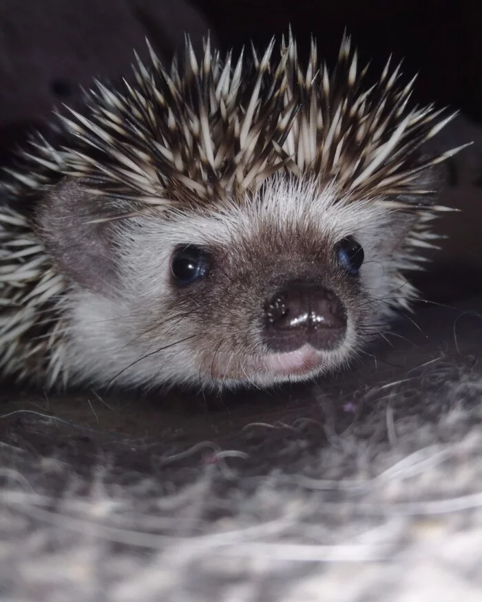 Eagle view!!! - Hedgehog, African pygmy hedgehog, White-bellied African hedgehog