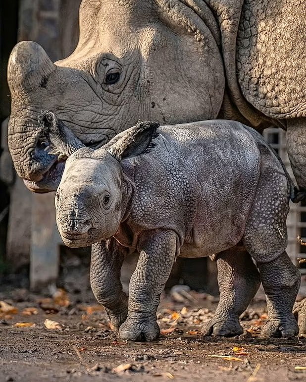 В Честерском зоопарке родился редкий индийский носорог Носорог, Рождение, Детеныш, Зоопарк, Честер, Чешир, Англия, Великобритания, Дикие животные, Видео, YouTube, Длиннопост