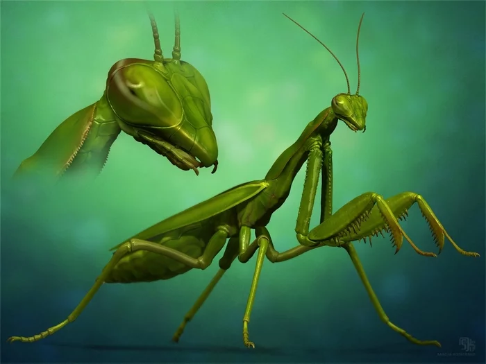 3D-модель обыкновенного богомола (Mantis Religiosa) - Богомол, Насекомые, 3D моделирование, 3D графика, 3D, 3DS max, Визуализация