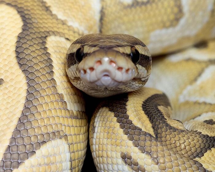 ����������� �����