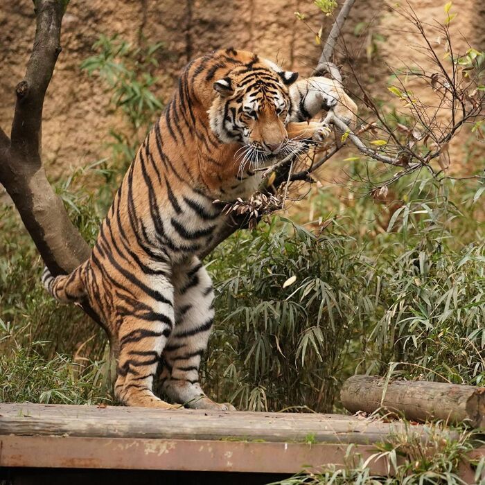 twig - Amur tiger, Endangered species, Tiger, Big cats, Predatory animals, Mammals, Animals, Wild animals, Zoo, Branch, Animal games, The photo, Longpost