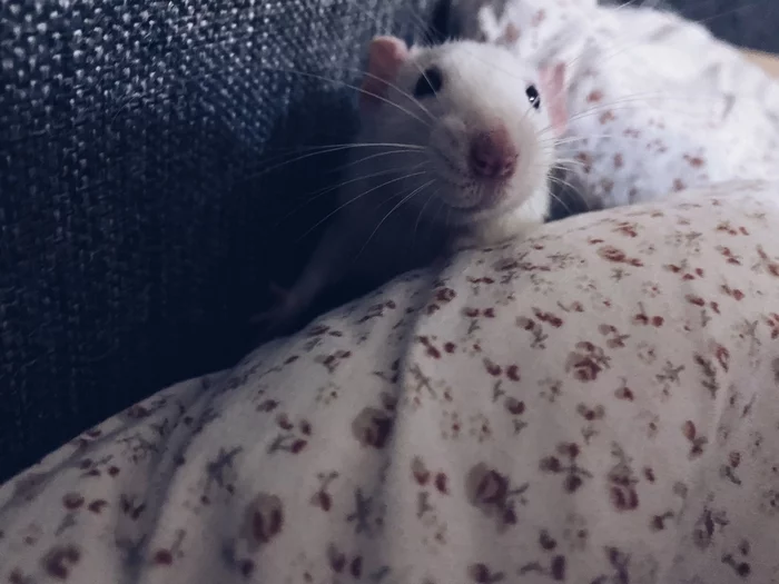 I love decorative rats - My, Rat, Decorative rats, Longpost