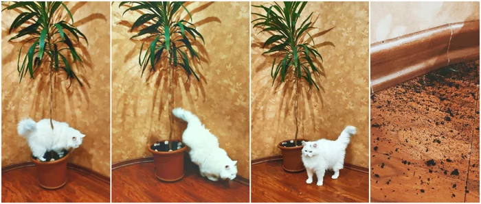 White cat and now black paws - My, cat, Turkish angora, Turkish Van