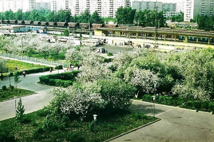 Apple orchard near Zhdanovskaya metro station (now Vykhino), Moscow, 1983 - Old photo, Apple tree, Moscow, Vykhino