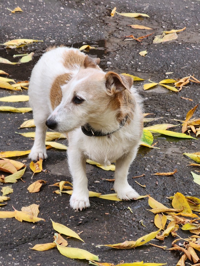 Старый пёс Зина