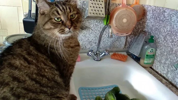 What do you mean, my cucumbers, work off the food??? - My, cat, Pets, Cucumbers, Wash basin, Astonishment