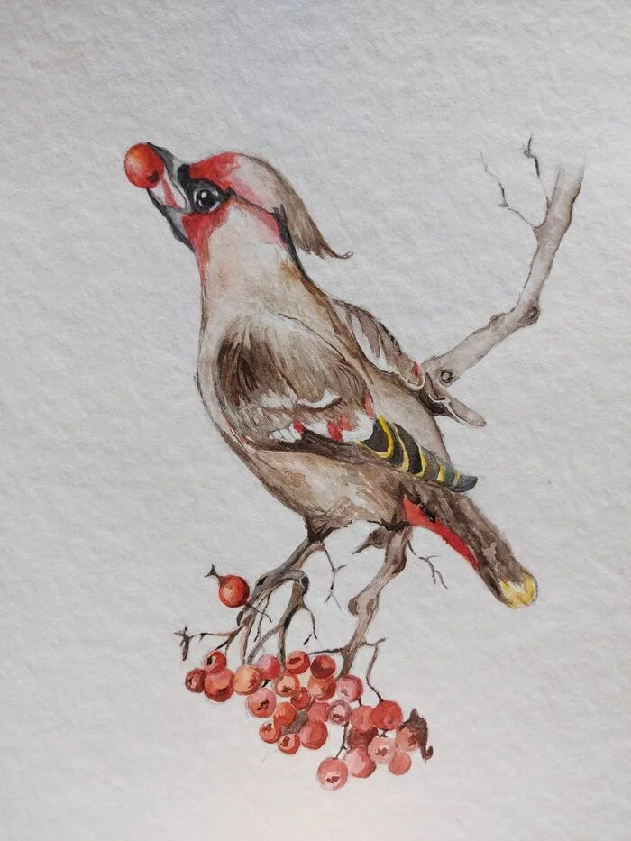 Waxwing. Ariana, 2022 - My, Painting, Creation, Drawing, Drawing process