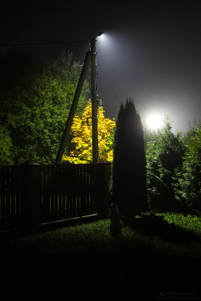 End of September - My, The photo, Landscape, Fog, Night, The street, Lamp, East European Shepherd, Autumn, Suburb