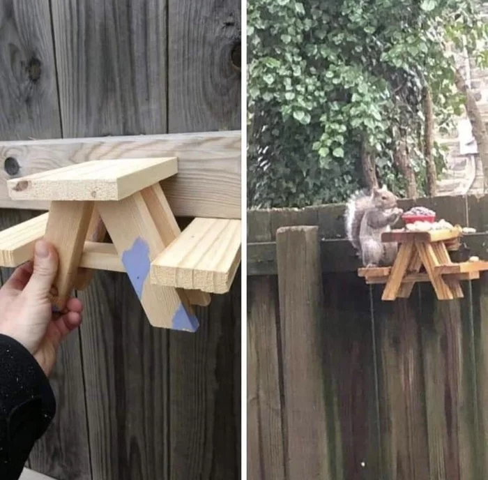 A man made a picnic table for a squirrel - Milota, Squirrel, Table, Food, The photo