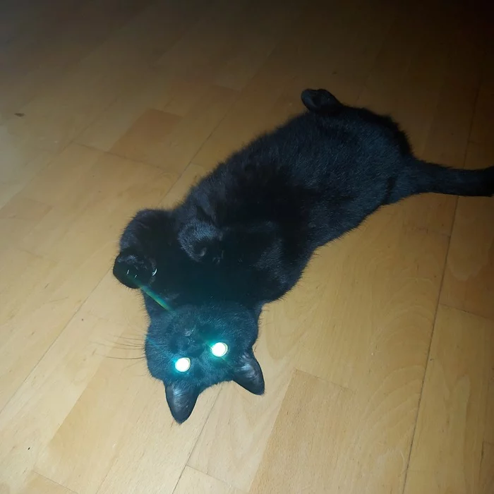 Master, at night I am the master here... Go to sleep better. - My, cat, Mobile photography, Black cat, Longpost