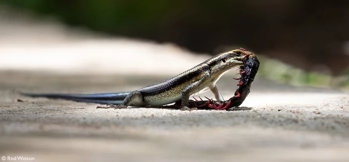 Striped mabuya (Trachylepis striata) - Skink, Lizard, Reptiles, Centipede, Mining, Wild animals, wildlife, Nature, Reserves and sanctuaries, South Africa, The photo